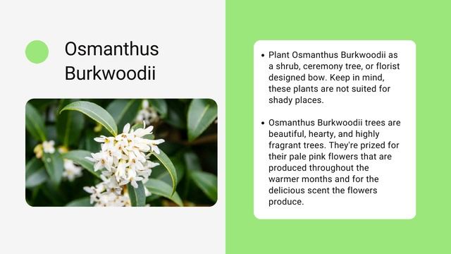 How to Grow an Osmanthus Burkwoodii | Hedge Plants смотреть онлайн