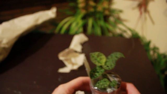 Aankondiging projectplant Februari Phragmipedium Longifolium en Macodes Petola смотреть онлайн