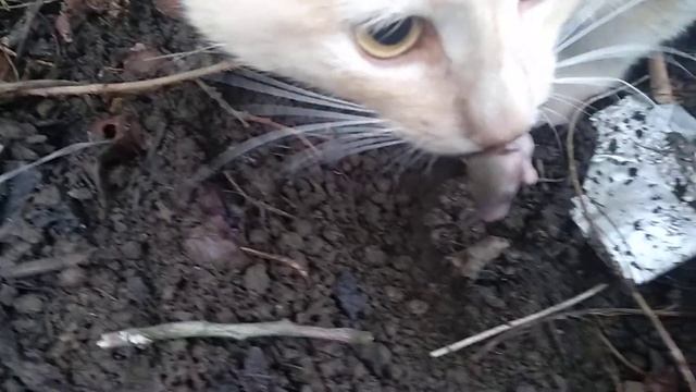 Коты едят мышат которым 2 дня от рождения, слабонервным лучше не смотреть смотреть онлайн