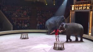 "" ОБОЯНИЕ СЛОНОВ", ШОУ "ДЕВОЧКА И СЛОН", ВОРОНЕЖСКИЙ ЦИРК