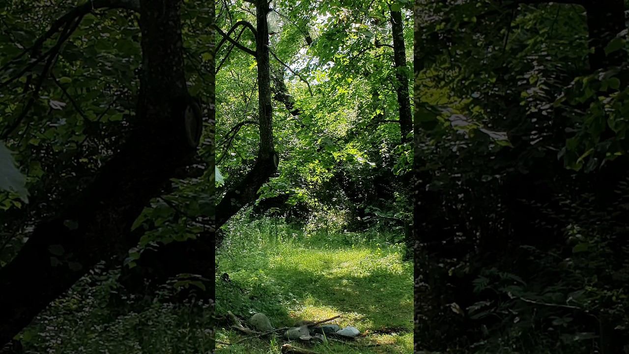 Beautiful Forest and Nightingale Sounds смотреть онлайн