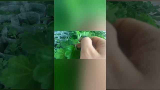 Черенкую хризантемы смотреть онлайн