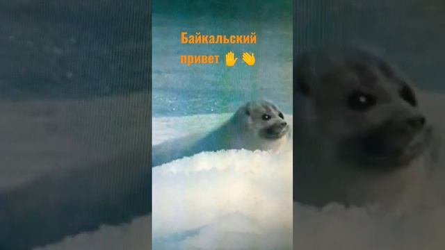 БЕЛËК - ДЕТЕНЫШ НЕРПЫ #позитив #сибирь #байкал #доброеутропланета #красотыприроды #shorts смотреть онлайн
