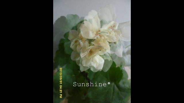 Pelargonium First Yellow Improved