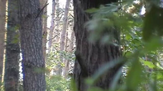 самолет и соловей - звуки смотреть онлайн