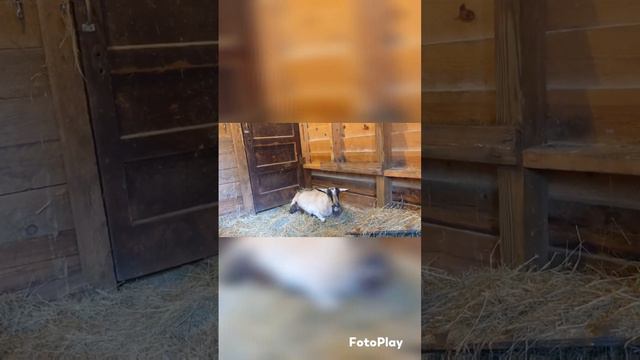 On Baby Goat Watch ~ Farm Girl Friday смотреть онлайн