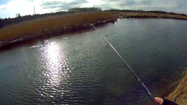 Попали на РАЗДАЧУ. Ловля форели в марте. смотреть онлайн