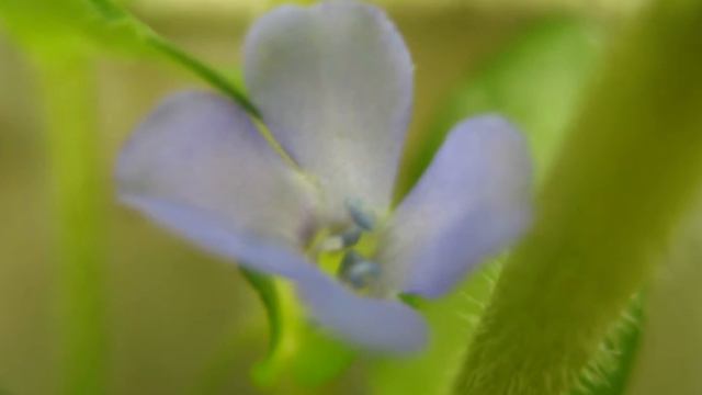 Bacopa amplexicaulis Water Hyssop смотреть онлайн
