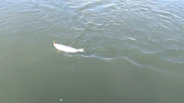 В поисках осеннего жереха 2018 смотреть онлайн