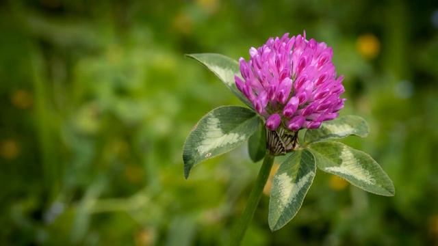 Красный клевер. Лечебные свойства смотреть онлайн