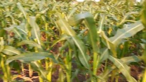 Обрезка кукурузы, для увеличения качяна.