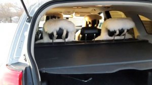 Шевроле каптива (спустя 9 лет...)