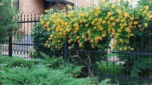 Жимолость каприфоль