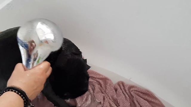 ВЛОГ. Моем котов. Наши питомцы. Как искупать кота / Видео для детей смотреть онлайн