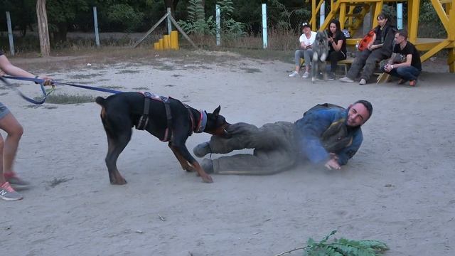 Слабакам тут не место! Опасные ситуации во время дрессировки собак. Амстафф, Питбуль и Доберман. смотреть онлайн