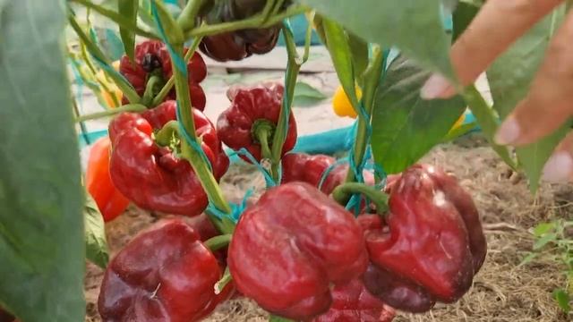 СЛАДКИЙ ПЕРЕЦ ЧЁРНЫЙ КВАДРАТ. ИНДИВИДУАЛЬНЫЙ ОБЗОР. УРОЖАЙНОСТЬ С КУСТА. ОТЗЫВЫ. Pepper. смотреть онлайн