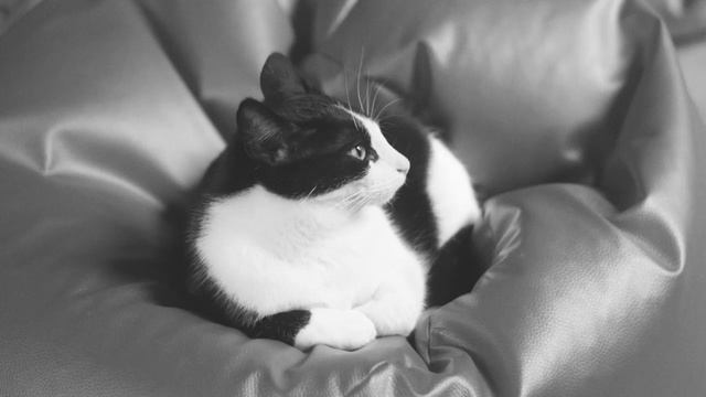 Why Do Cats Like To Eat Human Hair?