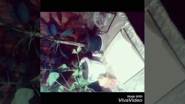 Стихотворение "Моя родина" смотреть онлайн