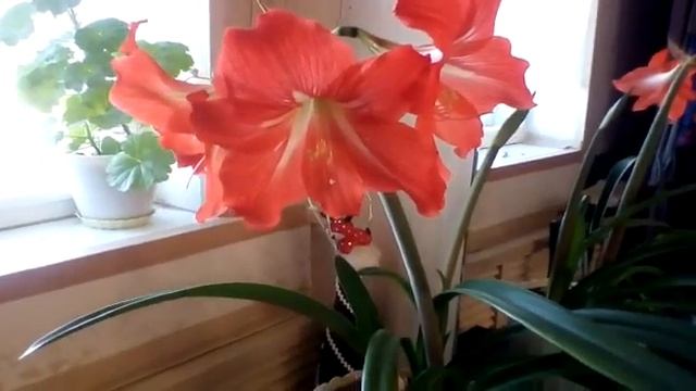 Цветёт гиппеаструм