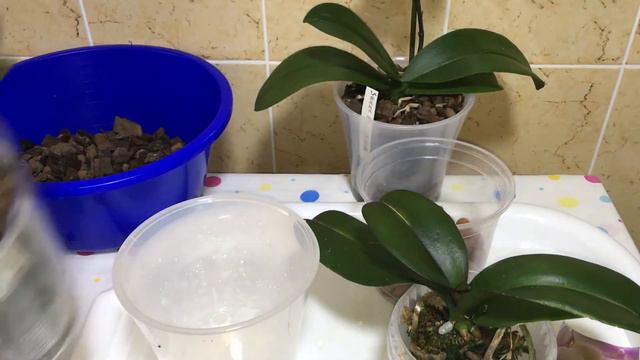 Посадка орхидеи Биг Лип.В кашпо Арте.Теперь ждём цветения 😉. смотреть онлайн