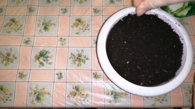 #Сею раннюю капусту сорт "Июньская" смотреть онлайн