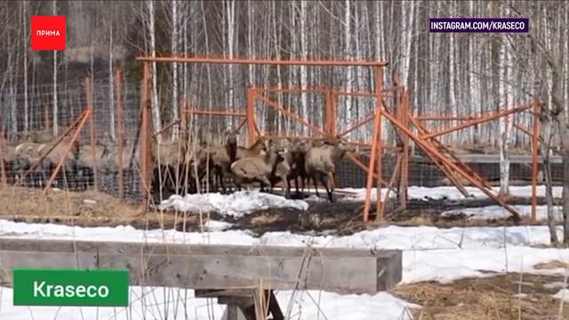 В природу выпустили 50 крупных маралов