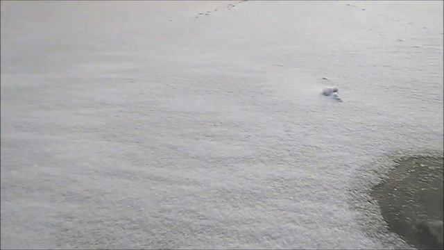 Первые замеры льда на Нижнем водоёме. Клёвое место лосиный остров. смотреть онлайн