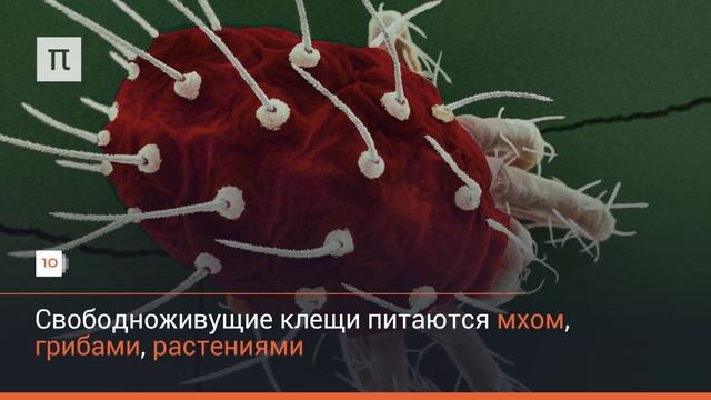 Природная Красота в Кадре