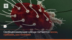 Кто такие клещи?