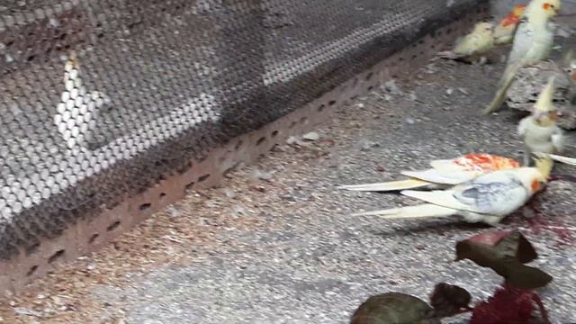 Певчие попугаи, кареллы и молодая птица пробуют амарант. смотреть онлайн