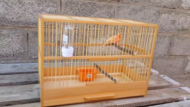 Клетка для канарейки ,красная канарейка ! смотреть онлайн