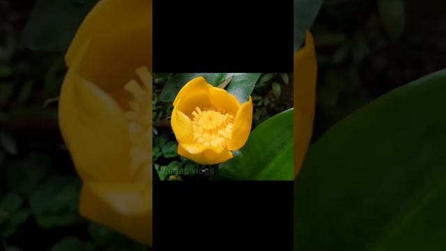 Nuphar Lutea | Aquafloris | #shorts | yellow pond lily смотреть онлайн