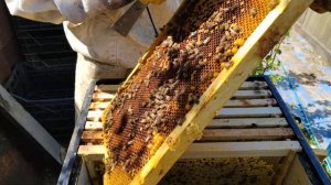 Роение пчёл или как вывести семью из роевого состояния #рой #пчеловодство #пчеловод