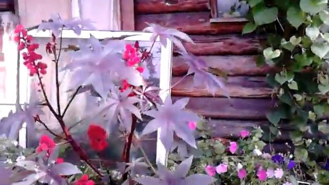 Дикие клумбы