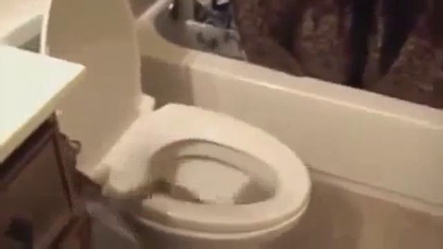 Сборник видео смешные кошки/Funny Cats Compilation смотреть онлайн