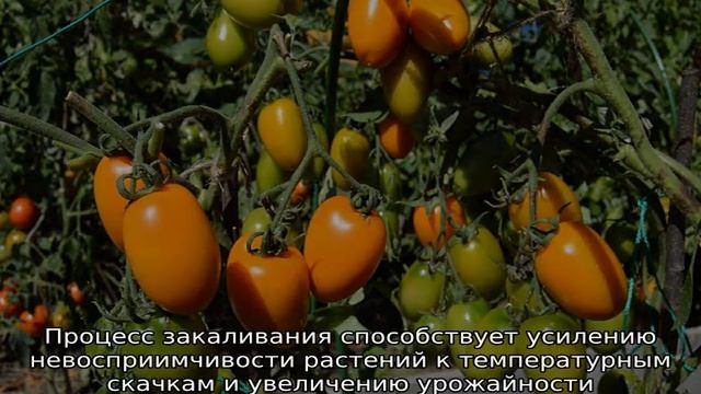 Томат Золотое руно смотреть онлайн