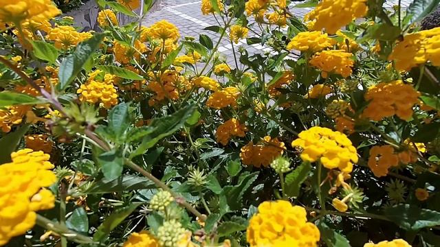 Sardegna 08 - Sardegna Papillon - Oh G-od - Latte Chill смотреть онлайн