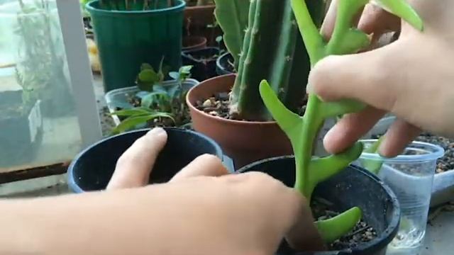 How to grow Epiphyllum from cuttings with results (also works with Selenicereus, and Disocactus) смотреть онлайн