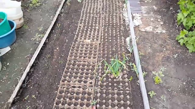 Огород в Сибири. Июнь 2018. Что выросло. Мульча везде. Всё очень хорошо. смотреть онлайн