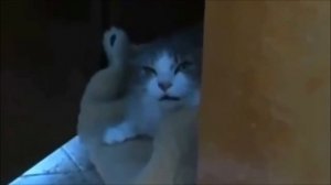 Злые коты)Подборка очень злых котов)Very angry cats compilation!