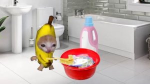 Banana cat and Happy cat videos #happycats #bananacat