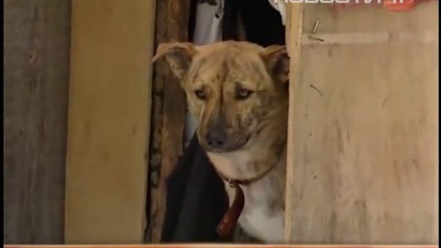 Школьницы организовали приют для собак на огороде смотреть онлайн