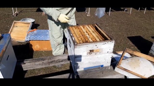 какую первую работу нужно сделать с пчелами весной смотреть онлайн