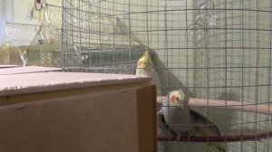 Кореллы плохо высиживают первое яйцо.