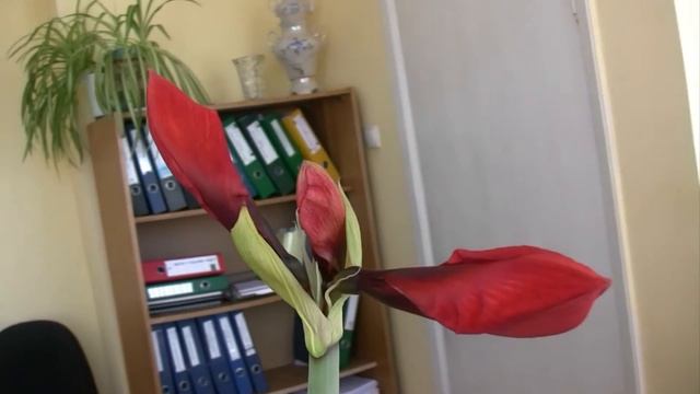 ОЧЕРЕДНОЙ ГИППЕАСТРУМ (ПРИВЕЗЕННЫЙ ИЗ БЕЛЬГИИ) (Hippeástrum) смотреть онлайн