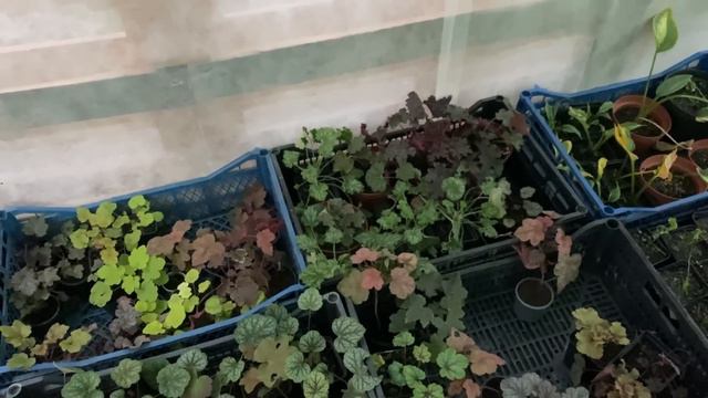 Осінній Сад | Рослини що квітують до морозів. смотреть онлайн