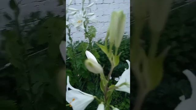 Лилия кандидум и муха-журчалка собирает пыльцу. смотреть онлайн