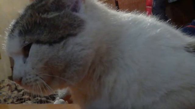 Кот пытается гипнотизировать мышь смотреть онлайн