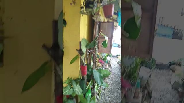 pantita from isabela❤️💕🌼🌺🌸 смотреть онлайн