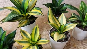 Сансевиерия Грин Мулд. Мои Красавицы.